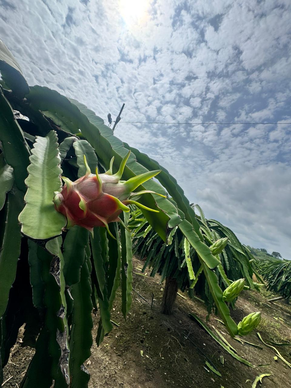 Finca de Pitahaya Luma Export 1