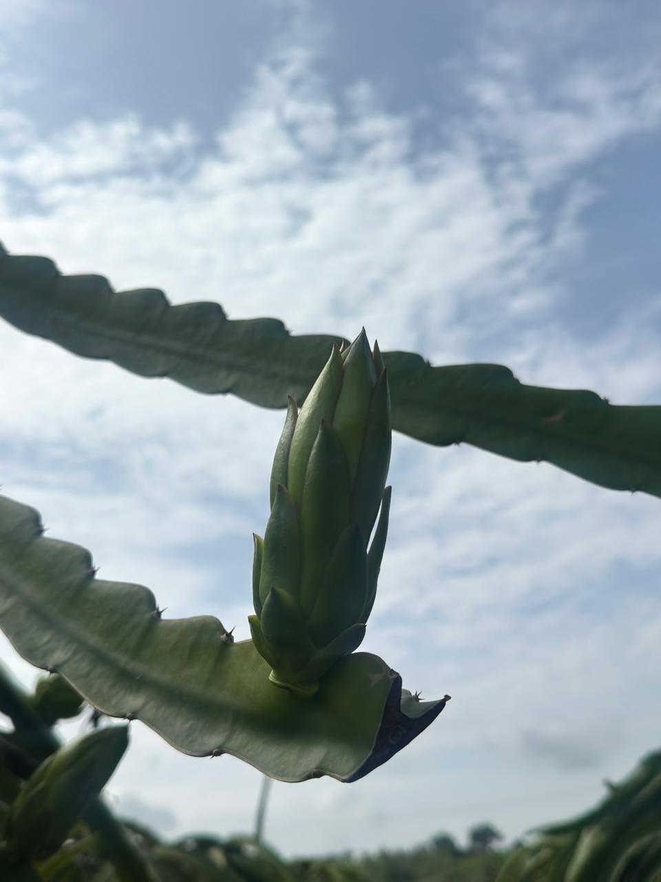 Cosecha de Pitahaya Luma Export 2