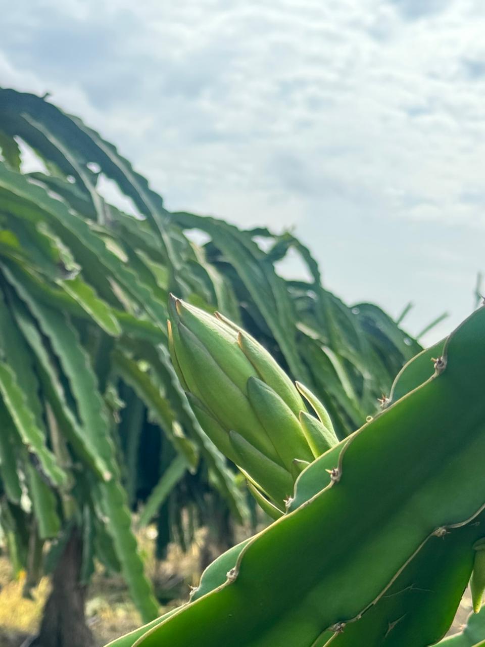 Proceso de Selección Pitahaya 3