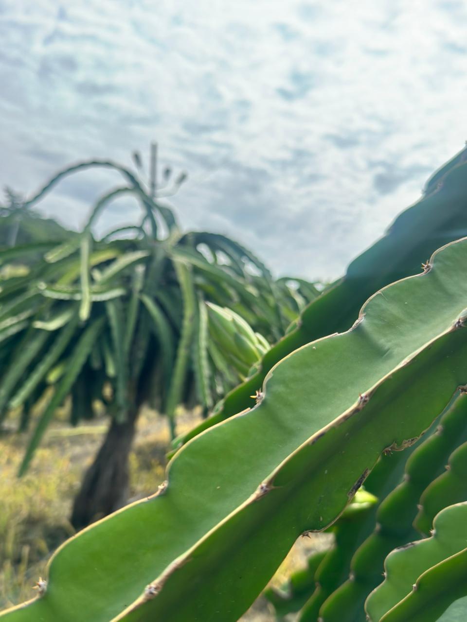 Finca de Pitahaya Luma Export 5