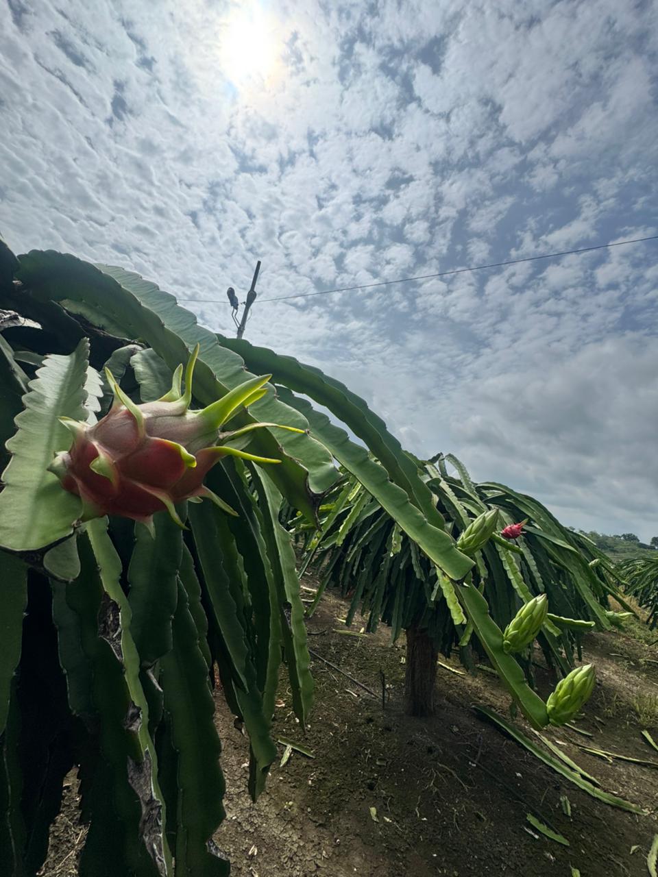 Cosecha de Pitahaya Luma Export 6