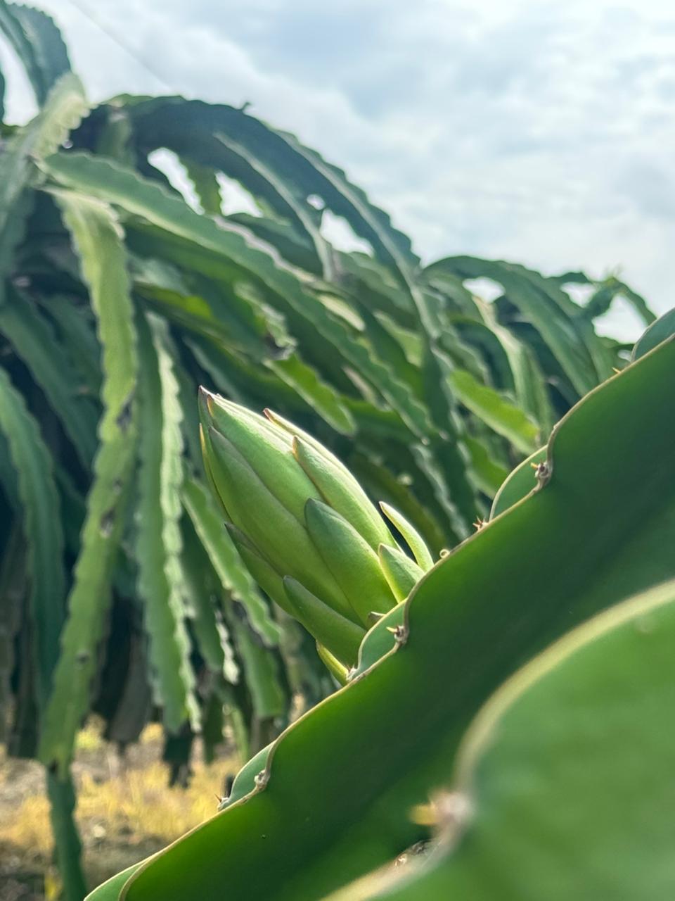 Proceso de Selección Pitahaya 7