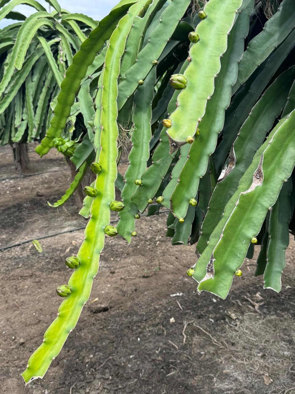 Garantía de Calidad: Requisitos Sanitarios para Importar Pitahaya