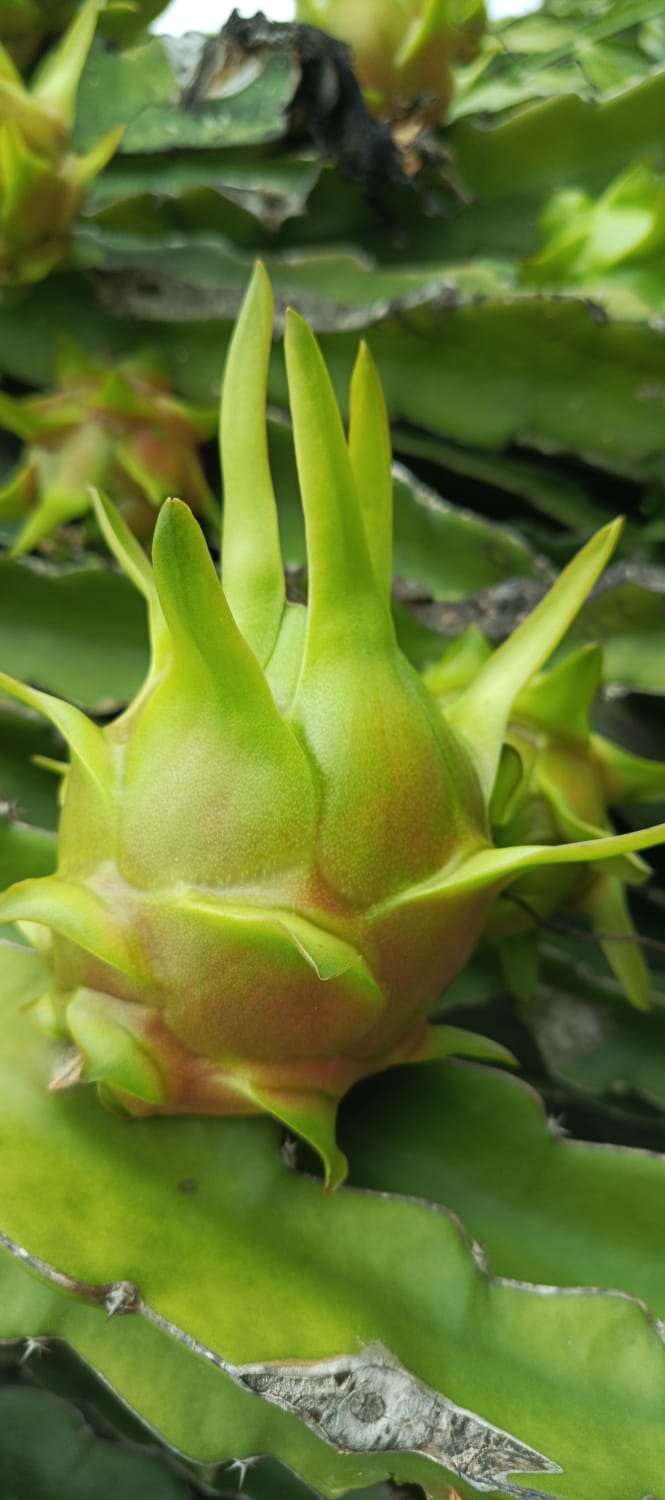 El Arte del Empaque: Protegiendo la Pitahaya Ecuatoriana