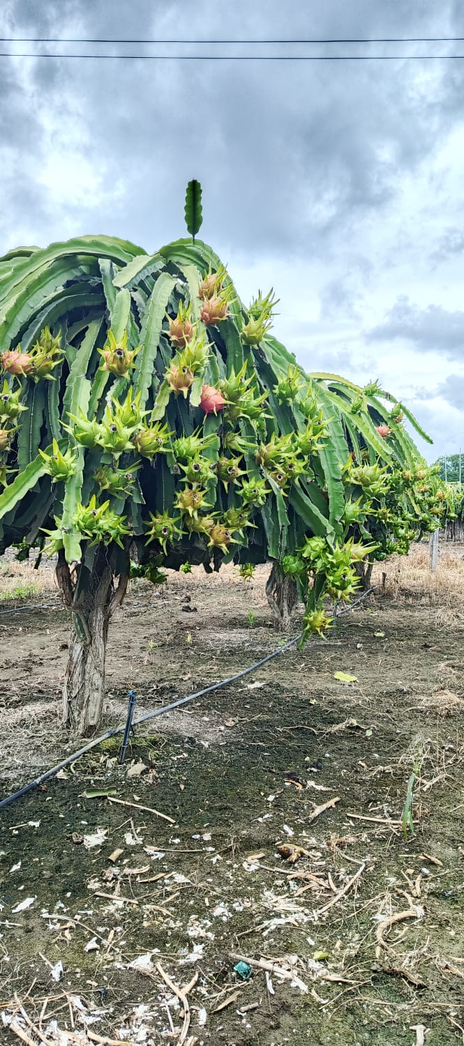 Las Ventajas de Importar de Productores Directos en Rocafuerte