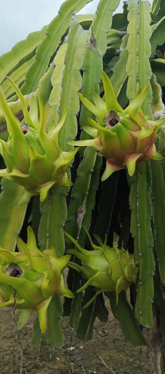 Yellow vs Red Dragon Fruit: The Complete Export Guide