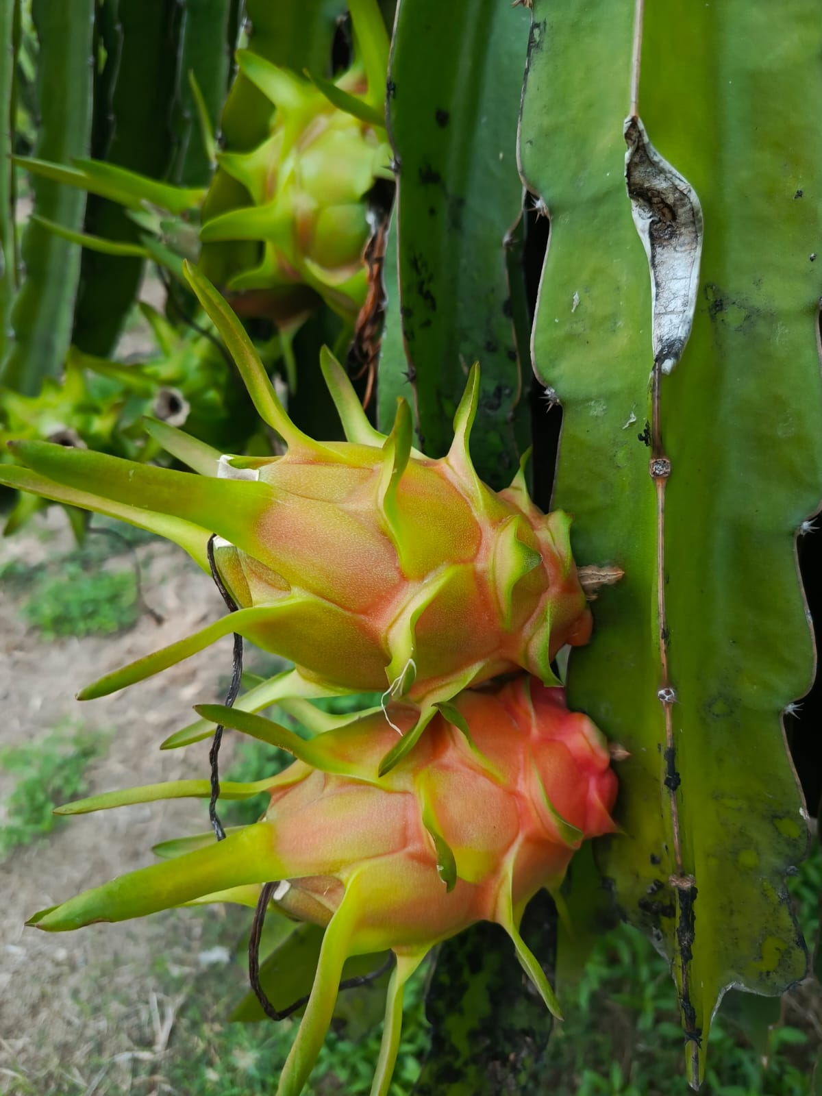 Export Calendar: Dragon Fruit Harvest Season in Ecuador